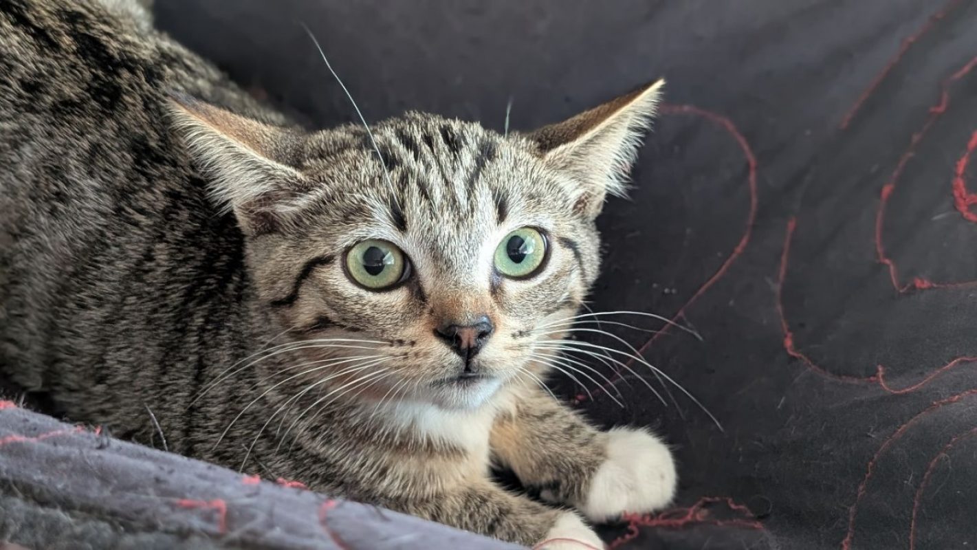 Pie - Chat Européen à adopter