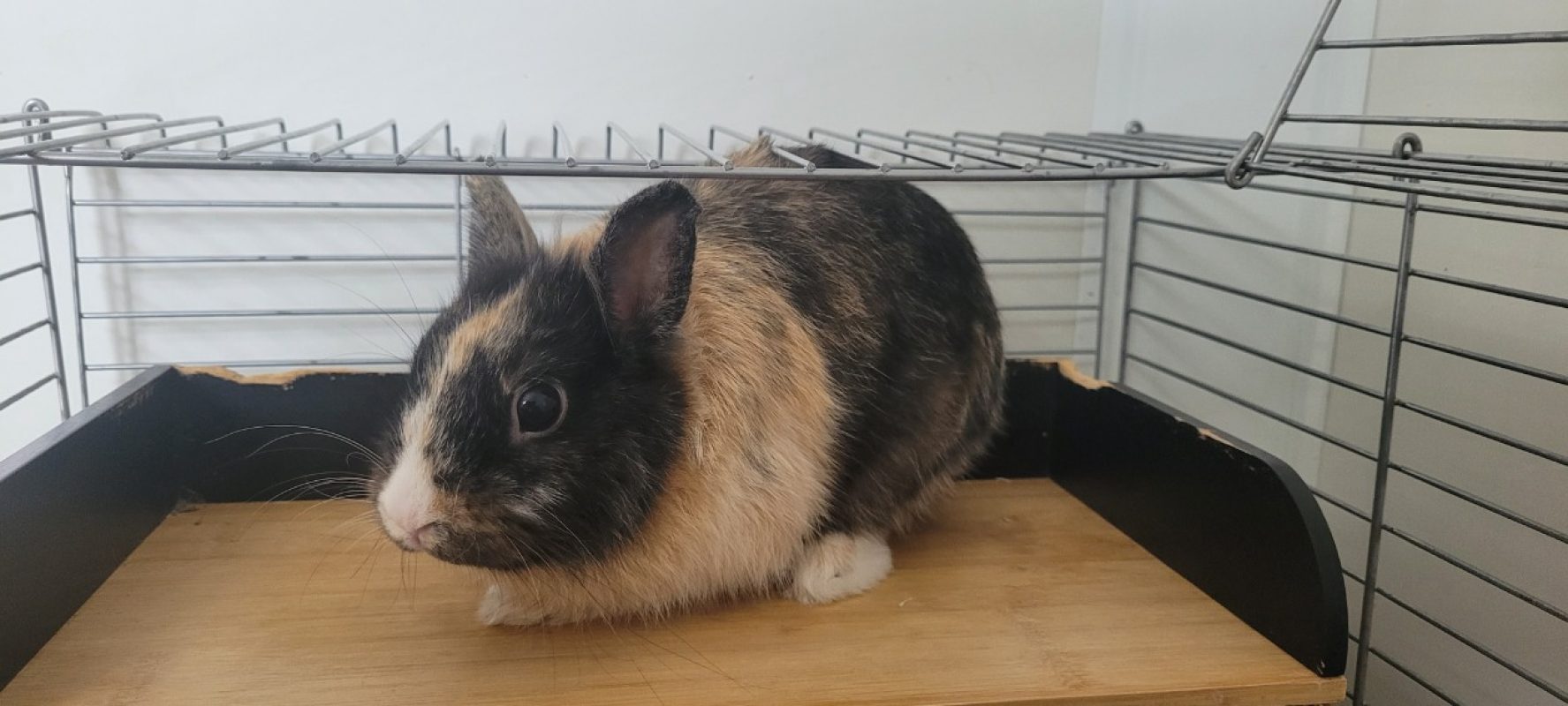 Titouf - Rongeur Lapin à adopter