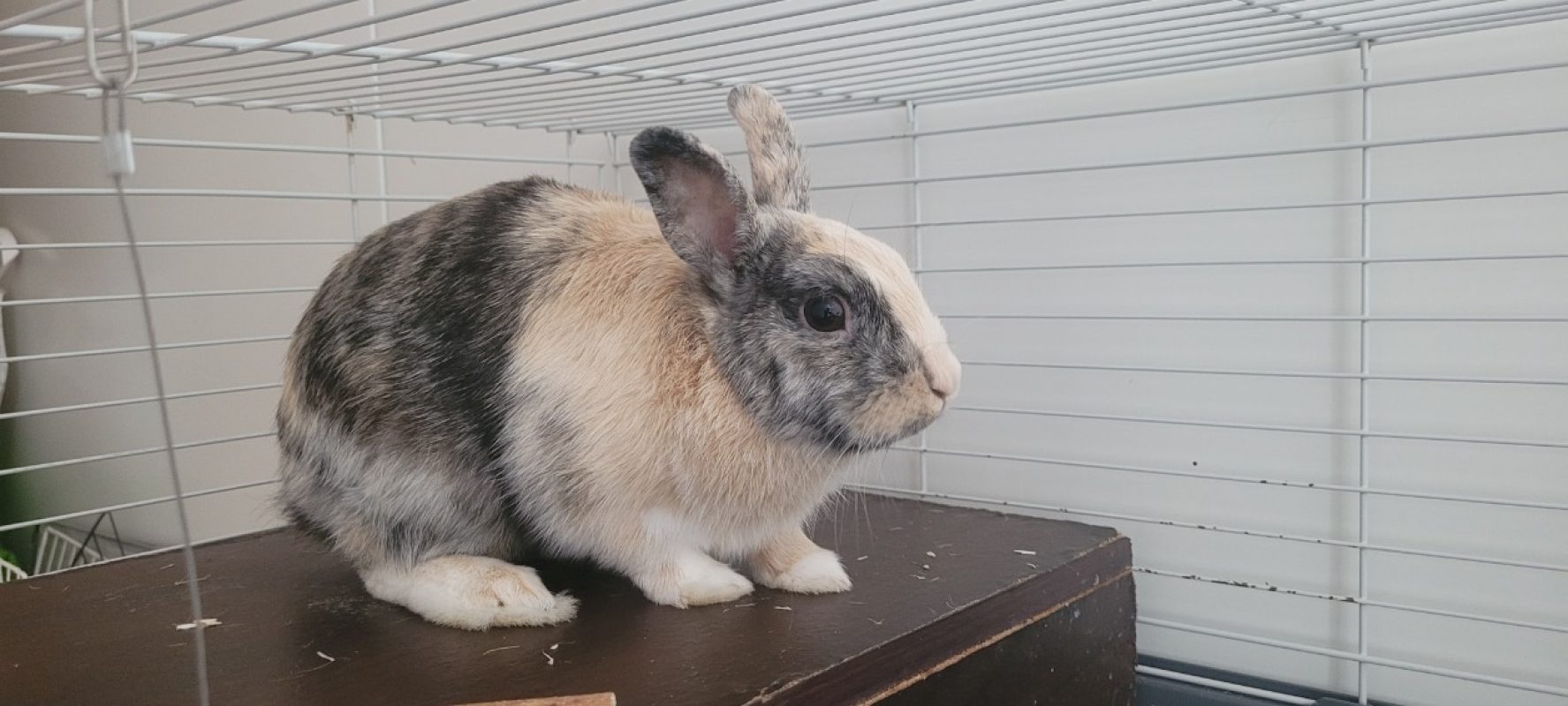Caramel - Rongeur Lapin à adopter