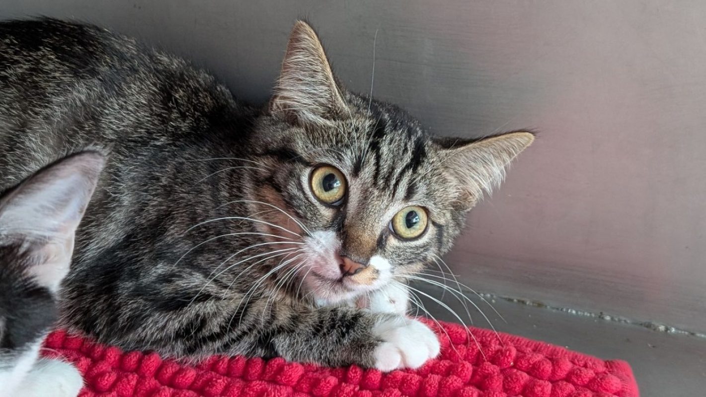 Pudding - Chat Européen à adopter