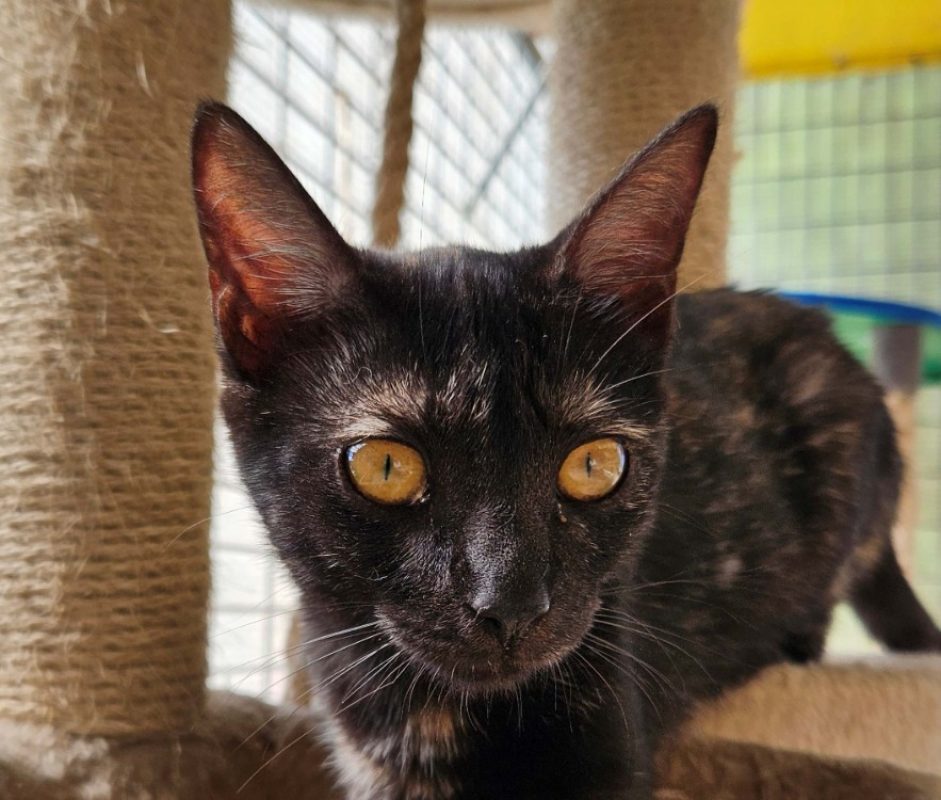 Coccinelle - Chat Européen à adopter