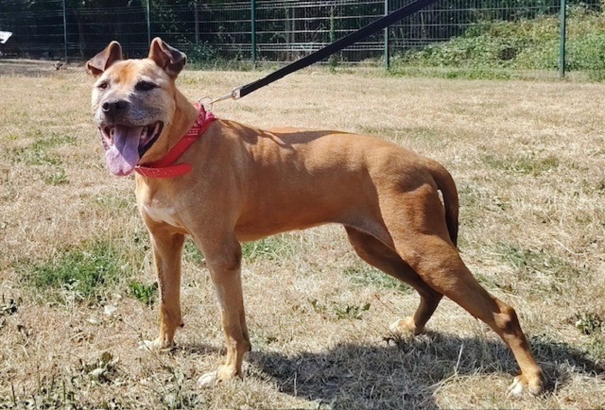 Mamie pink - Chien Bouledogue Américain à adopter