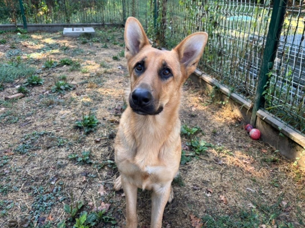 Sweet - Chien Berger Allemand à adopter - photo 2