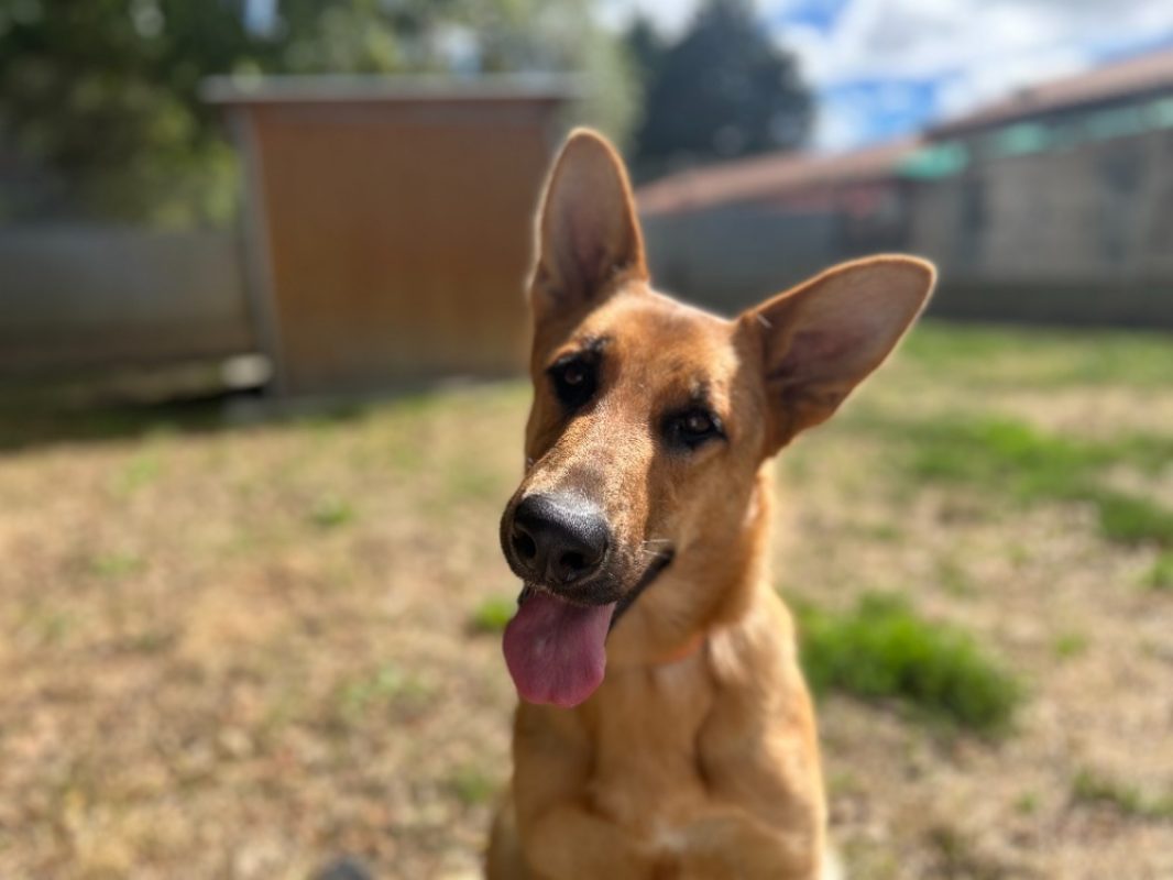 Sweet - Chien Berger Allemand à adopter