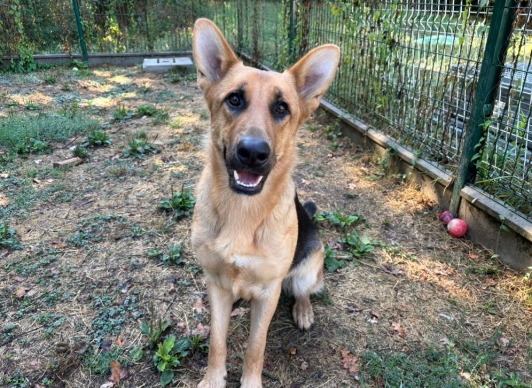Sweet - Chien Berger Allemand à adopter - photo 2