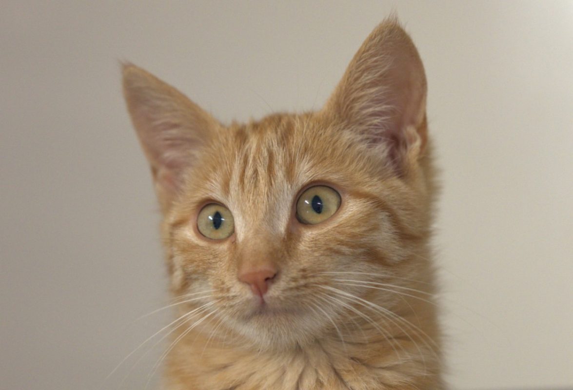 Tigresse - Chat Européen à adopter