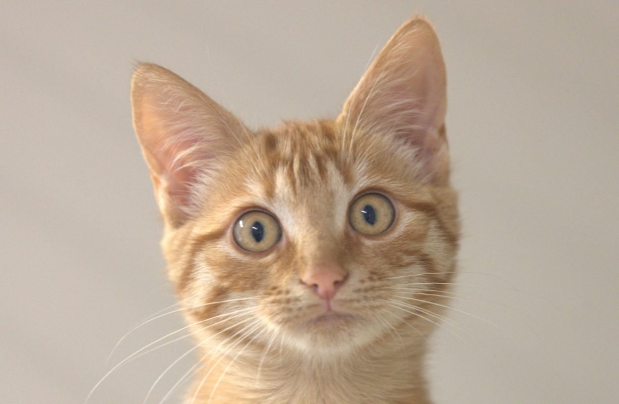 Lionna - Chat Européen à adopter