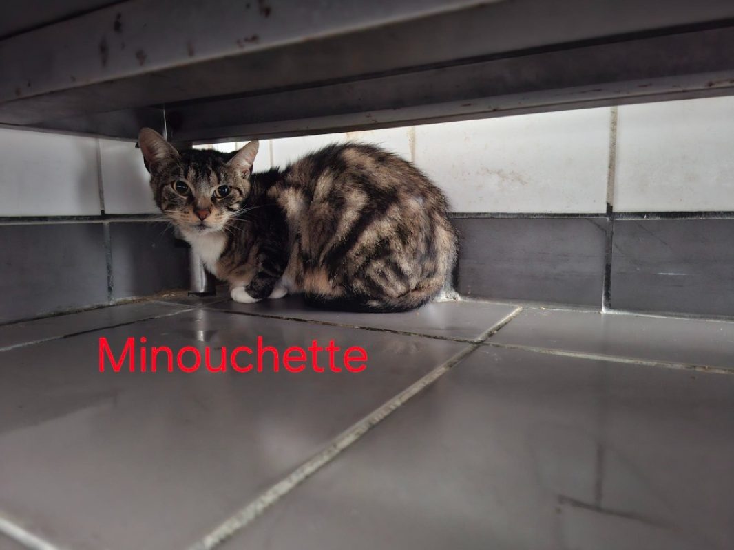 Minouchette - Chat Européen à adopter