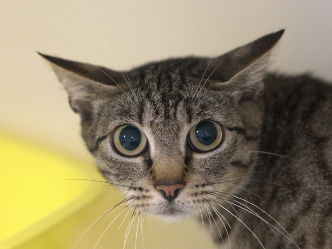 Mystigris - Chat Européen à adopter