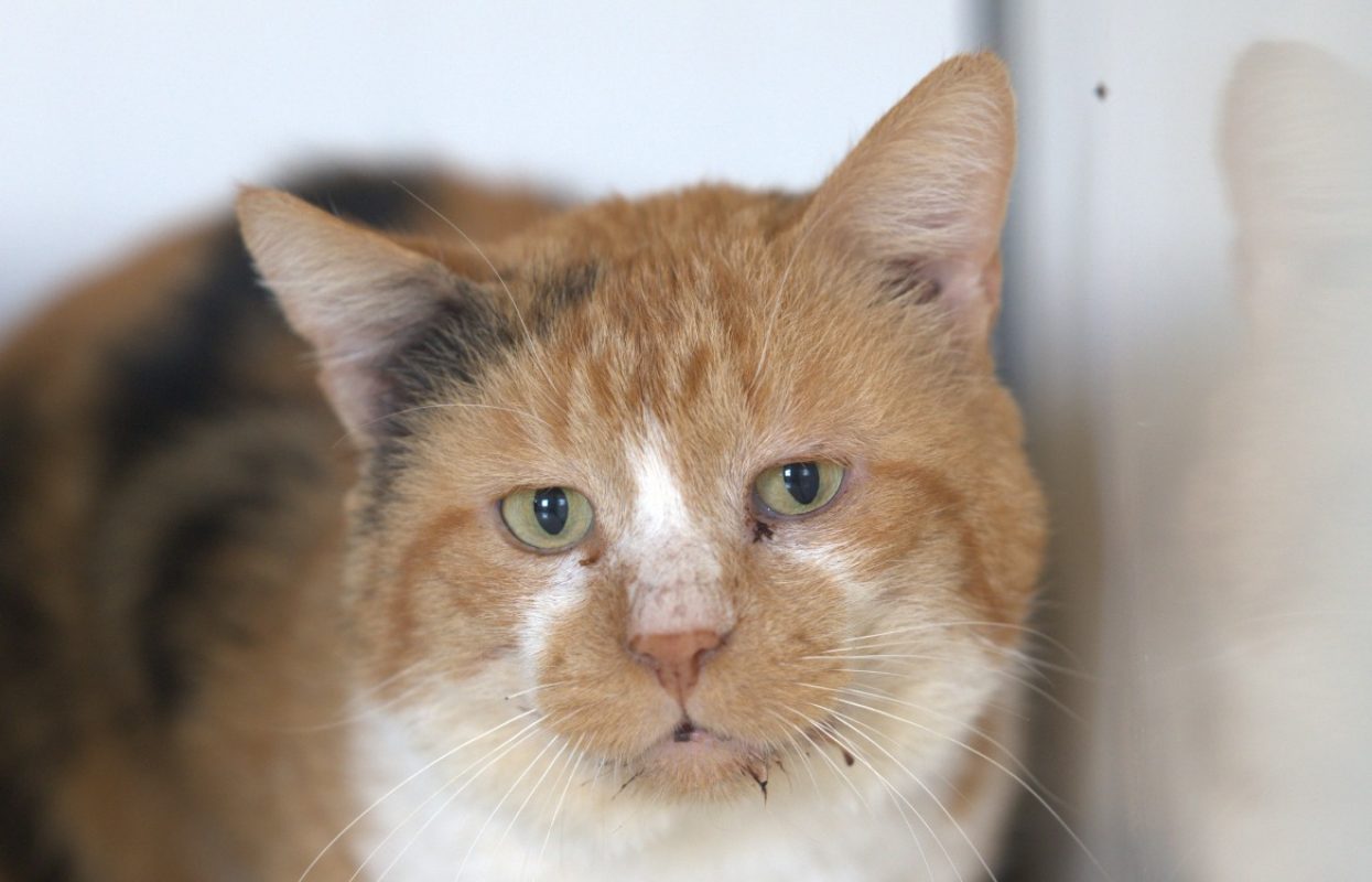 Bob - Chat à adopter