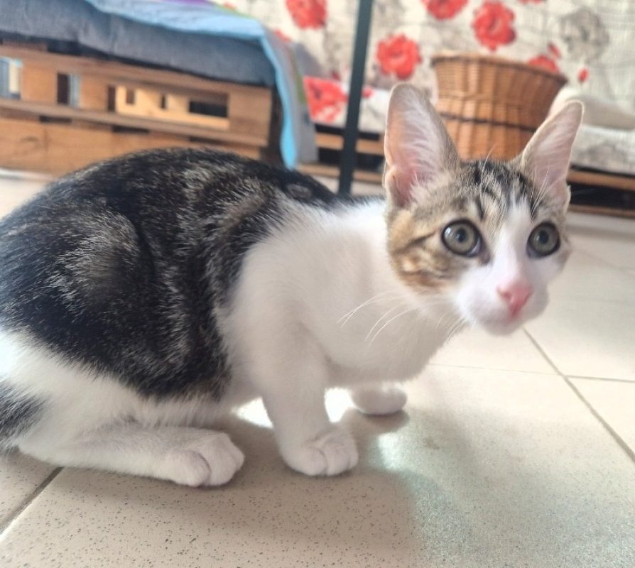 Kiri - Chat Européen à adopter