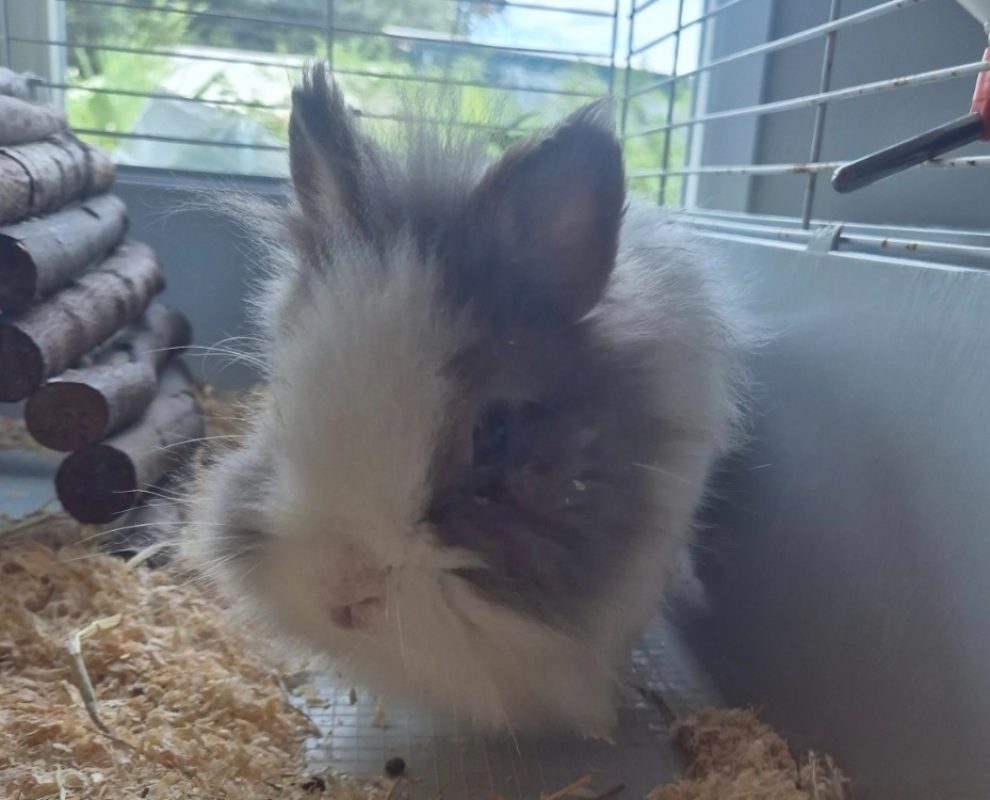 Nuts - Rongeur Lapin à adopter