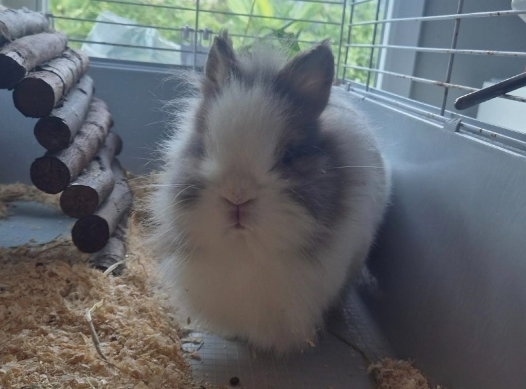 Nuts - Rongeur Lapin à adopter - photo 2