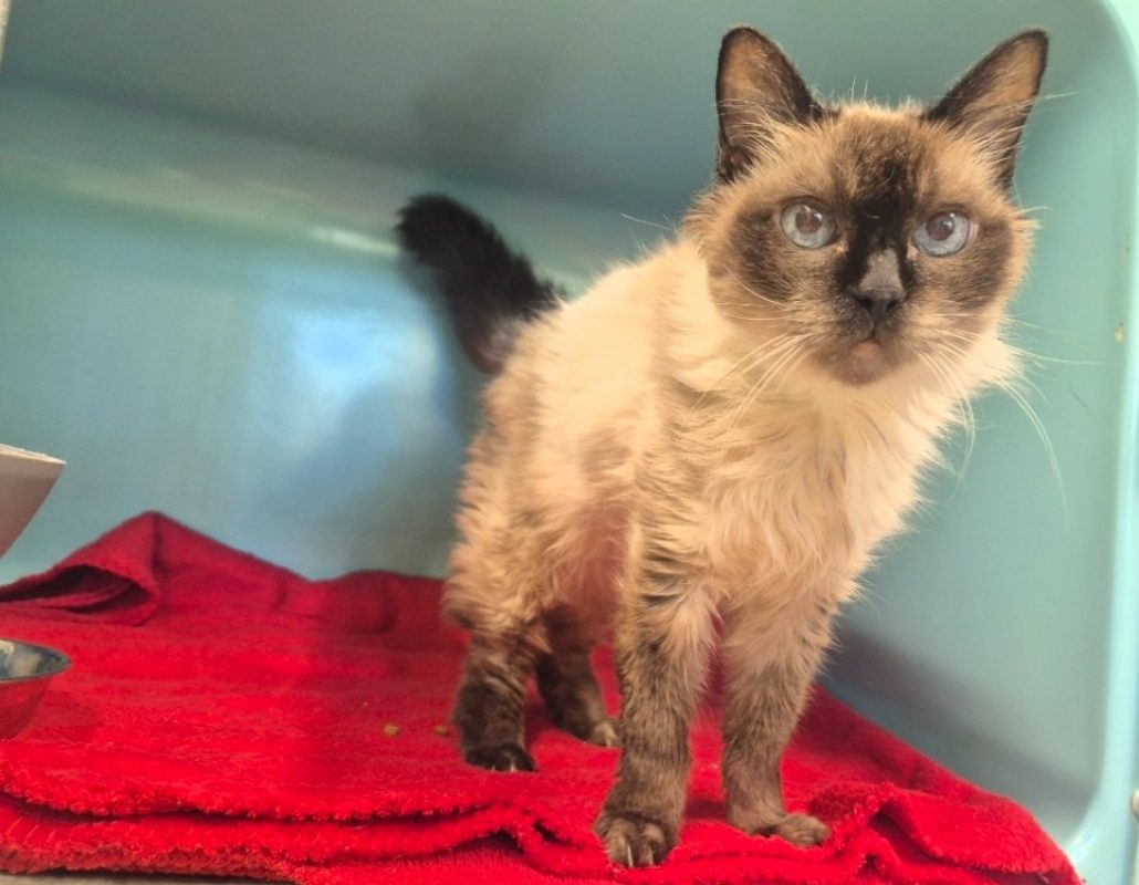 Bilbo - Chat Européen à adopter