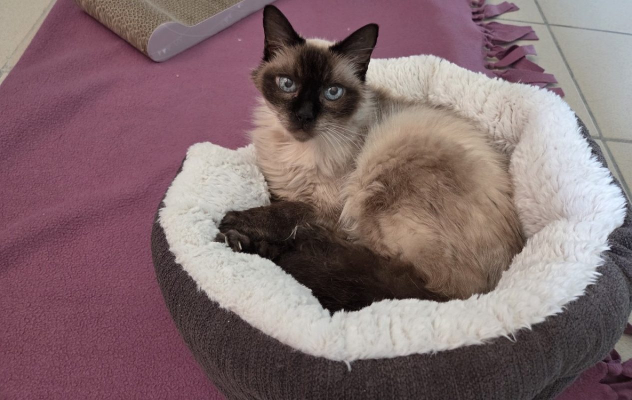 Bilbo - Chat Européen à adopter