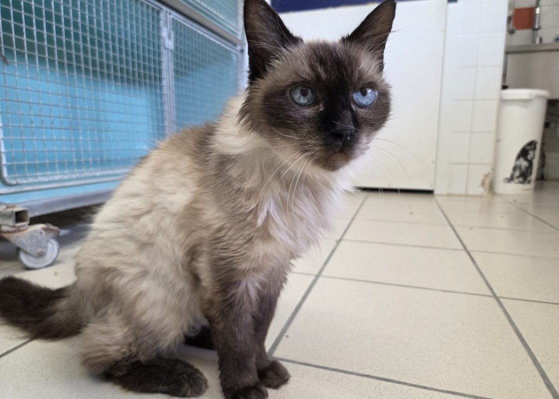 Bilbo - Chat Européen à adopter - photo 2