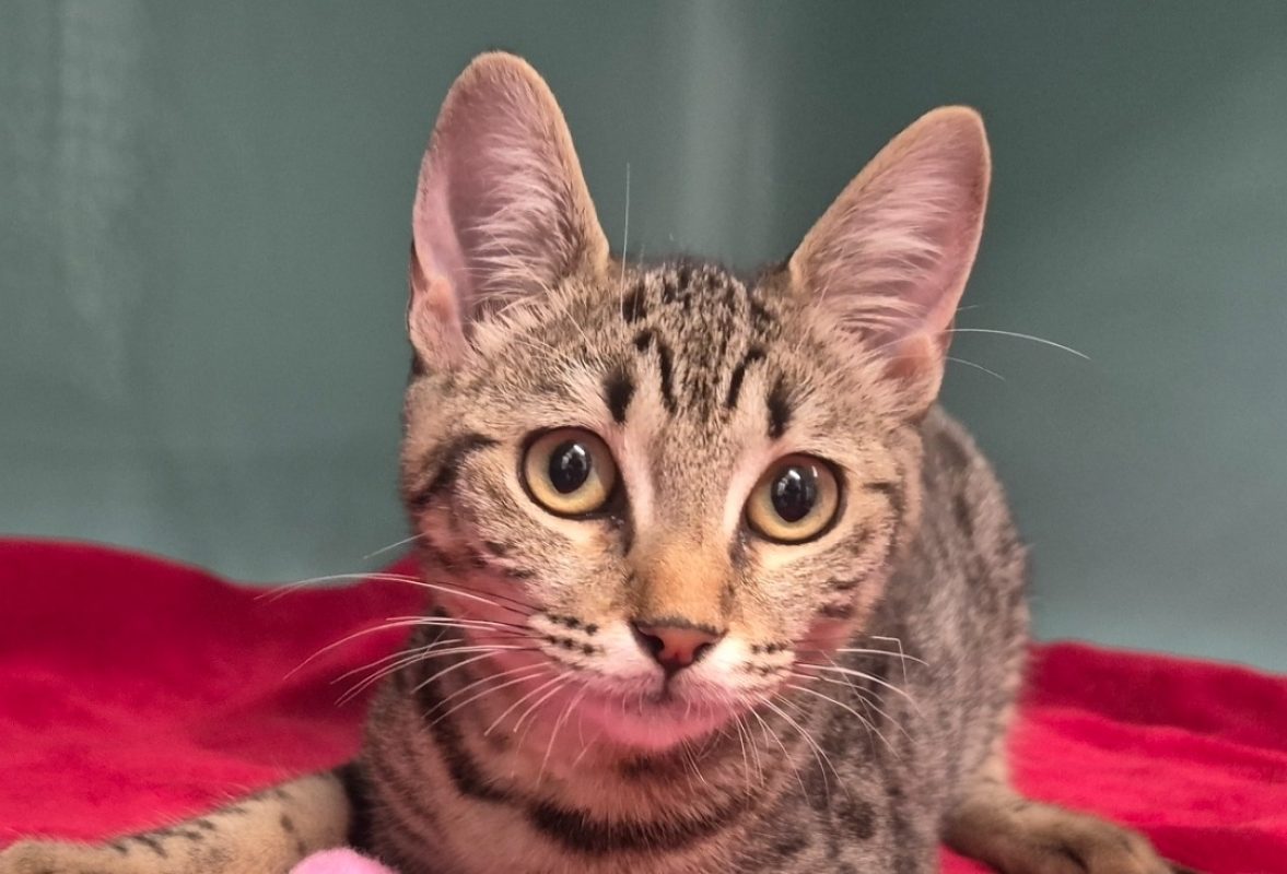 Bunny - Chat Européen à adopter
