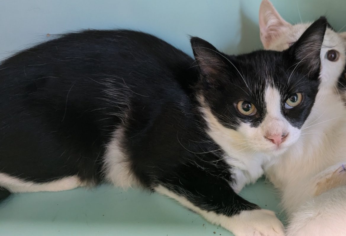 Norman - Chat Européen à adopter