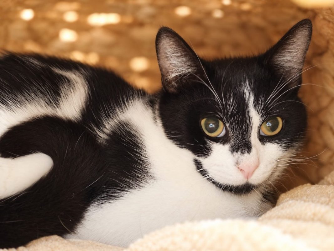 Squeezie - Chat Européen à adopter