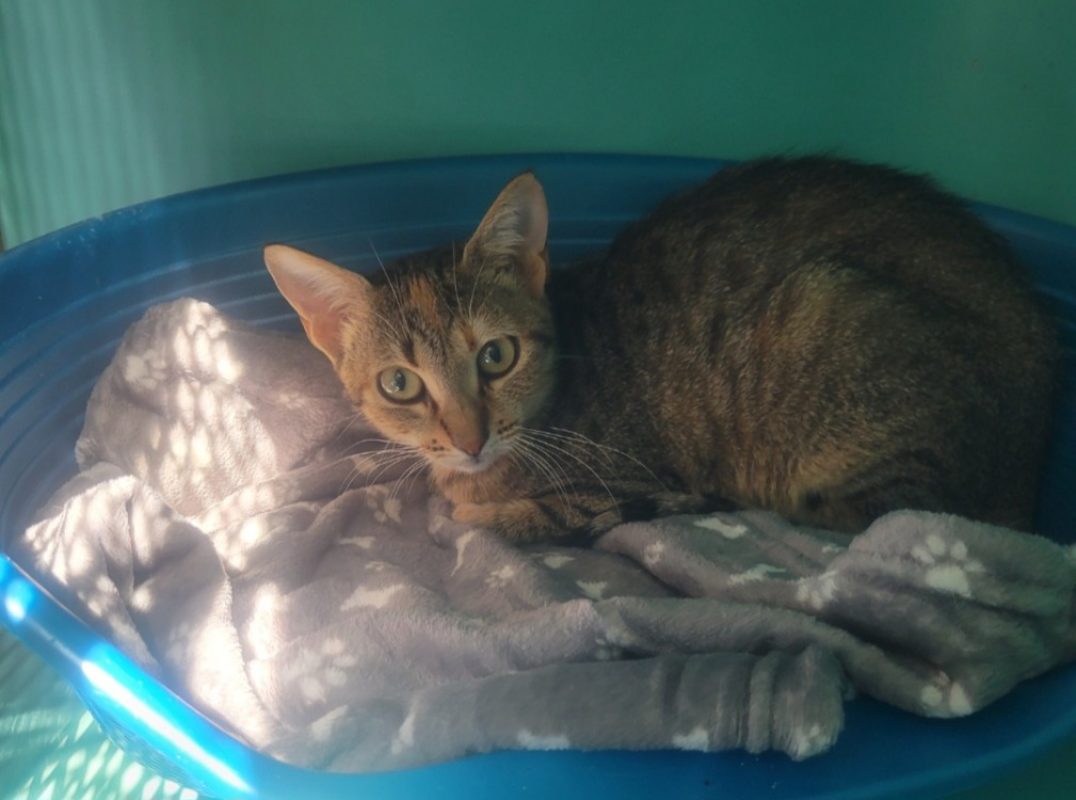 Pelagie - Chat Européen à adopter