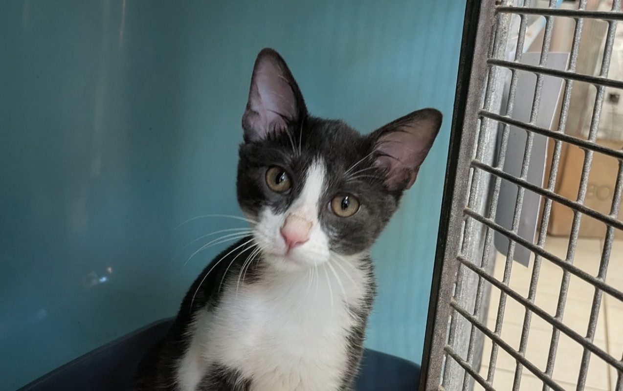 Berlioz - Chat Européen à adopter