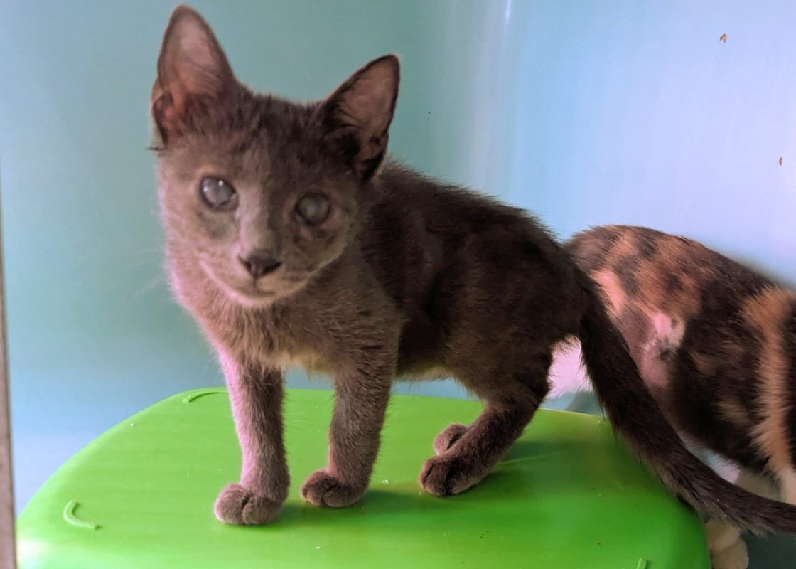 Cattleya - Chat Européen à adopter