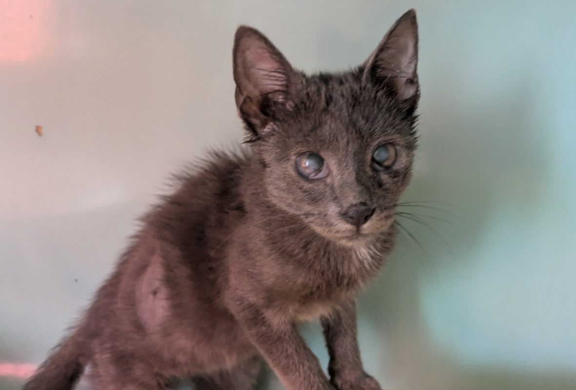 Cattleya - Chat Européen à adopter - photo 2