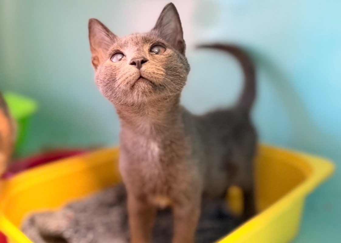 Cattleya - Chat Européen à adopter
