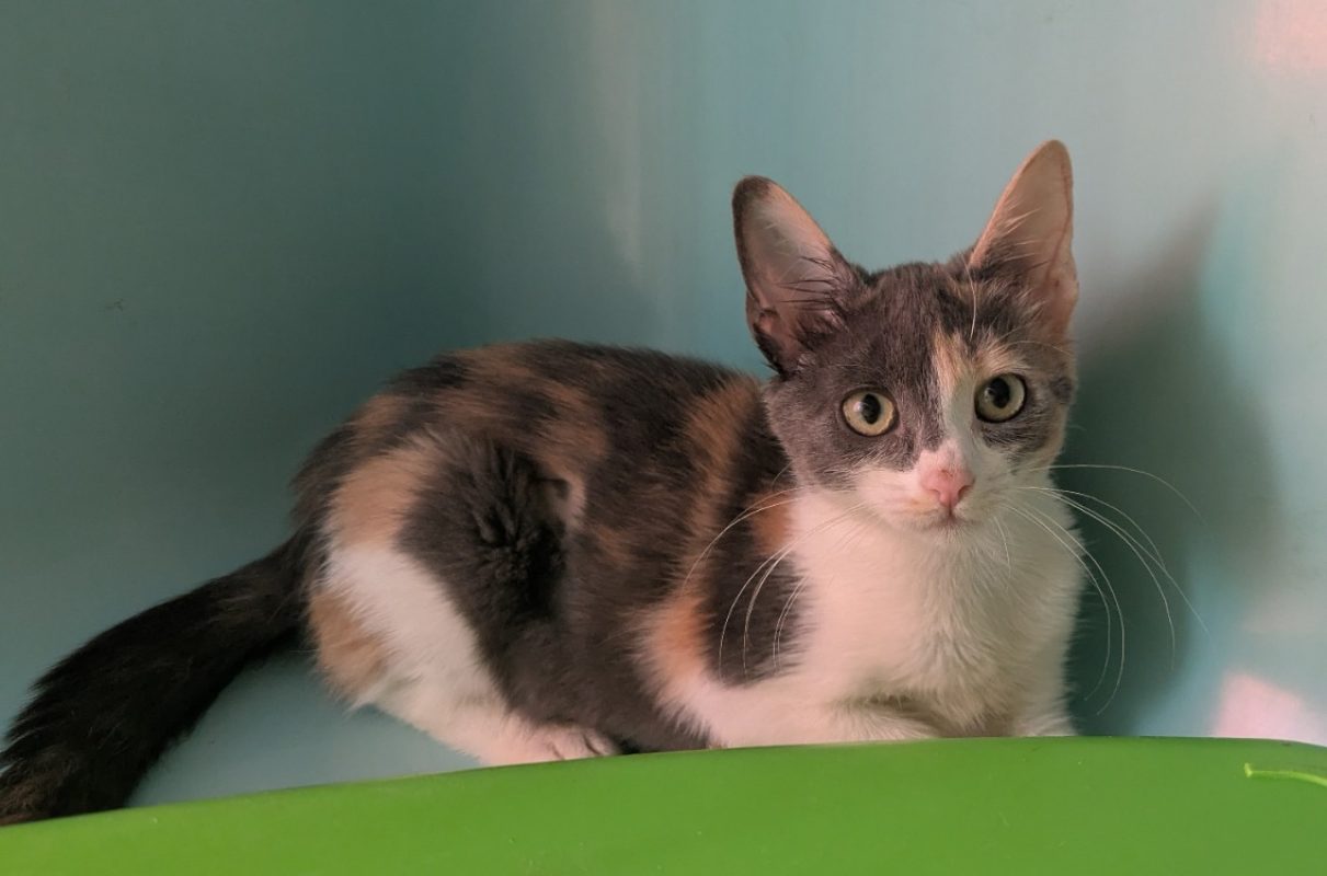 Canaille - Chat Européen à adopter