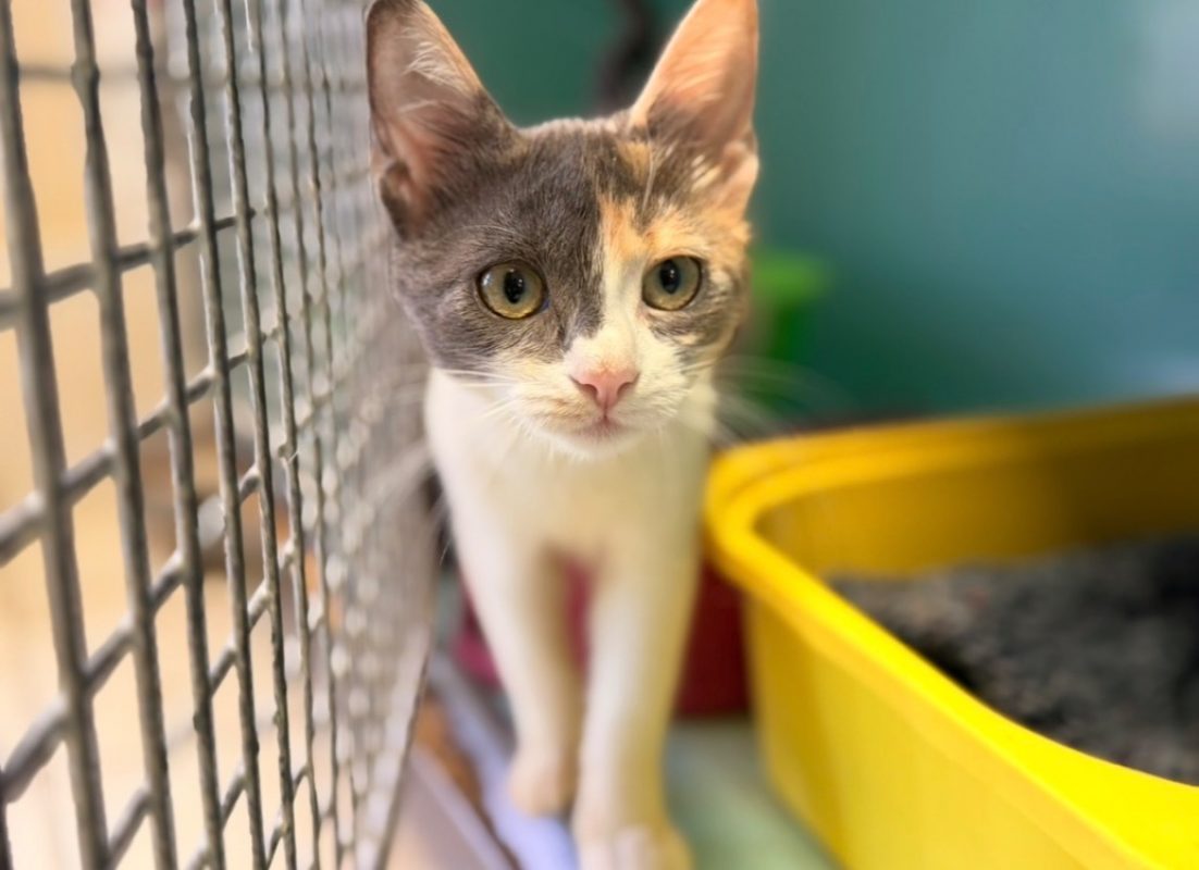 Canaille - Chat Européen à adopter