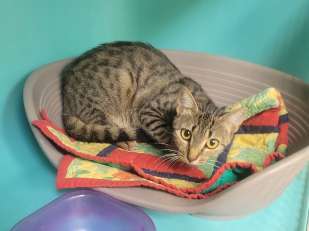Patsy - Chat Européen à adopter