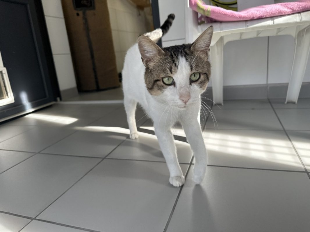 Rex - Chat Européen à adopter - photo 2