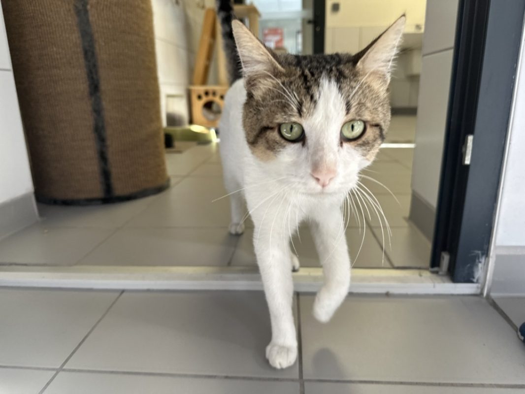 Rex - Chat Européen à adopter - photo 3