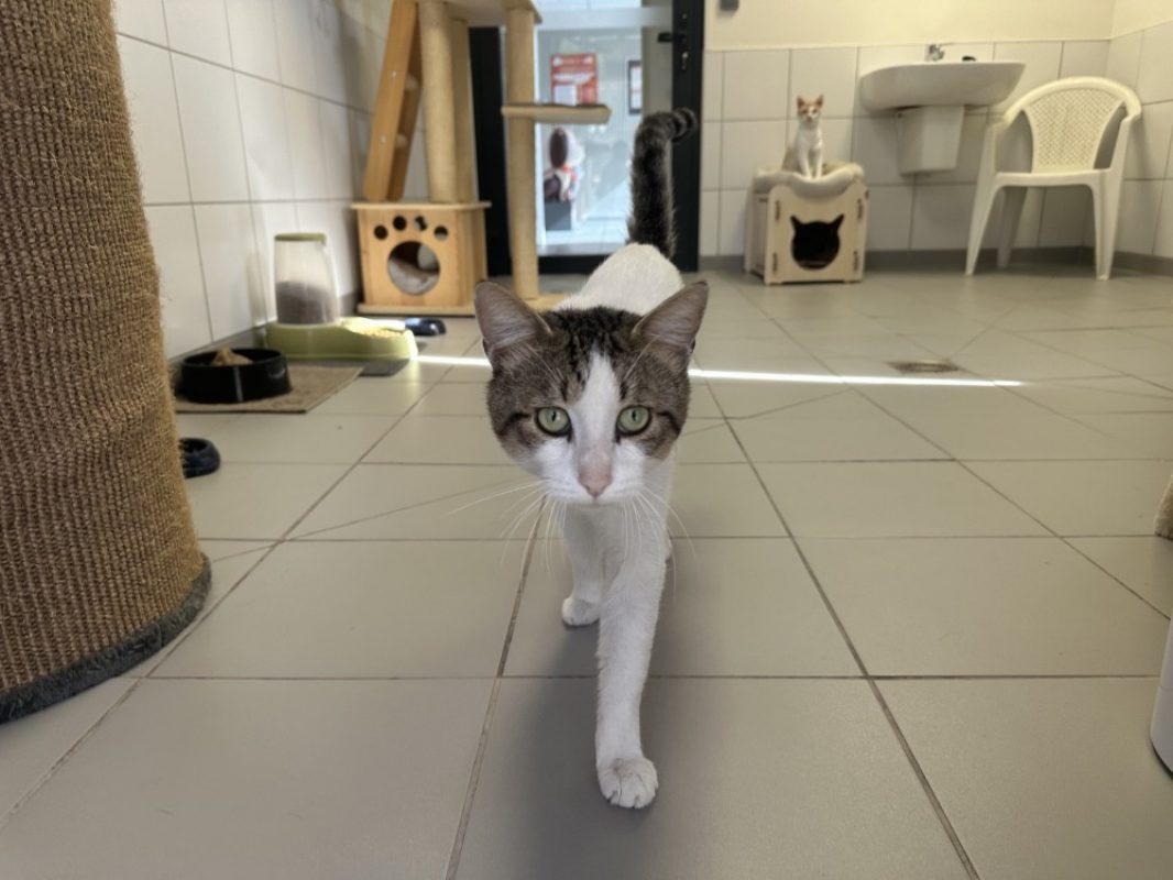 Rex - Chat Européen à adopter