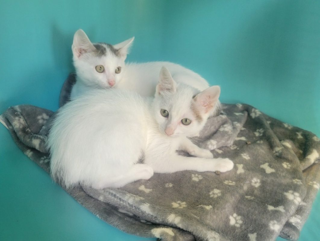 Blanquette - Chat Européen à adopter
