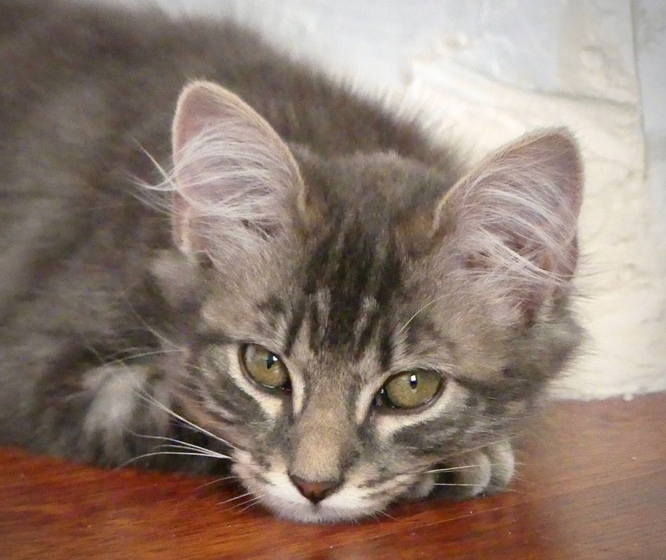 Pilou - Chat Européen à adopter