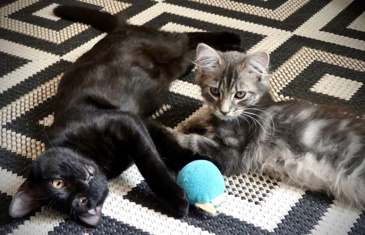 Pilou - Chat Européen à adopter - photo 4