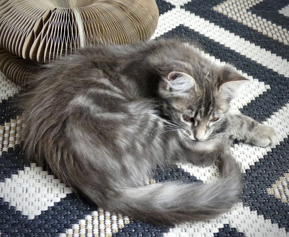 Pilou - Chat Européen à adopter - photo 3