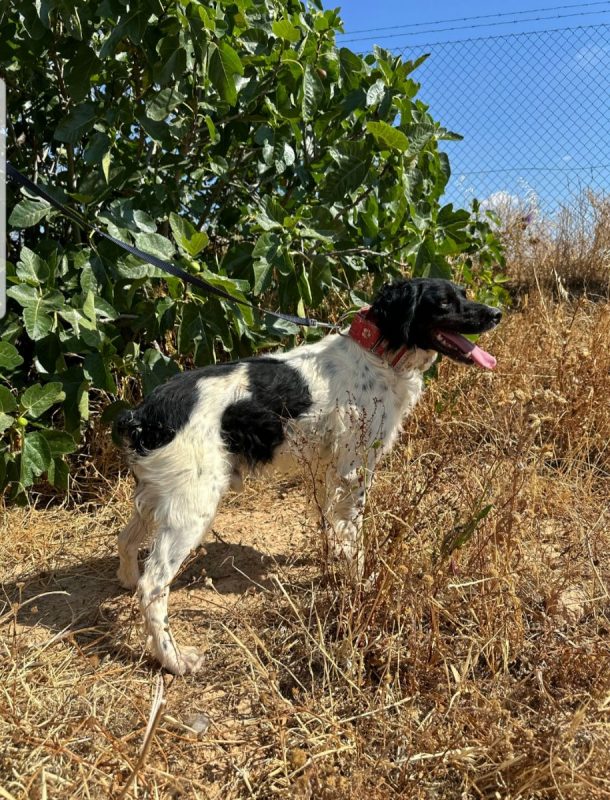 PANDA - Chien à adopter - photo 2