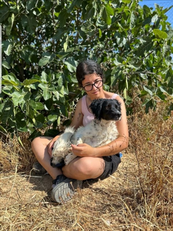 PANDA - Chien à adopter - photo 4