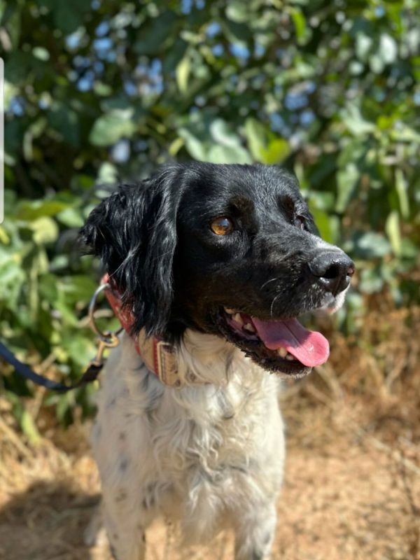 PANDA - Chien à adopter
