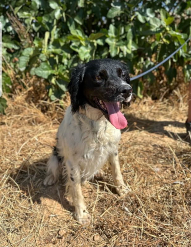 PANDA - Chien à adopter - photo 3
