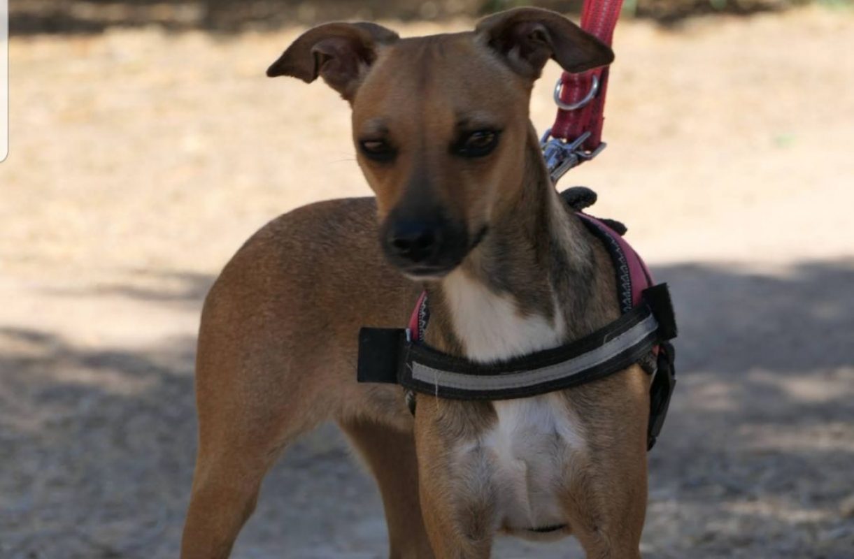 CHISPA - Chien à adopter - photo 4