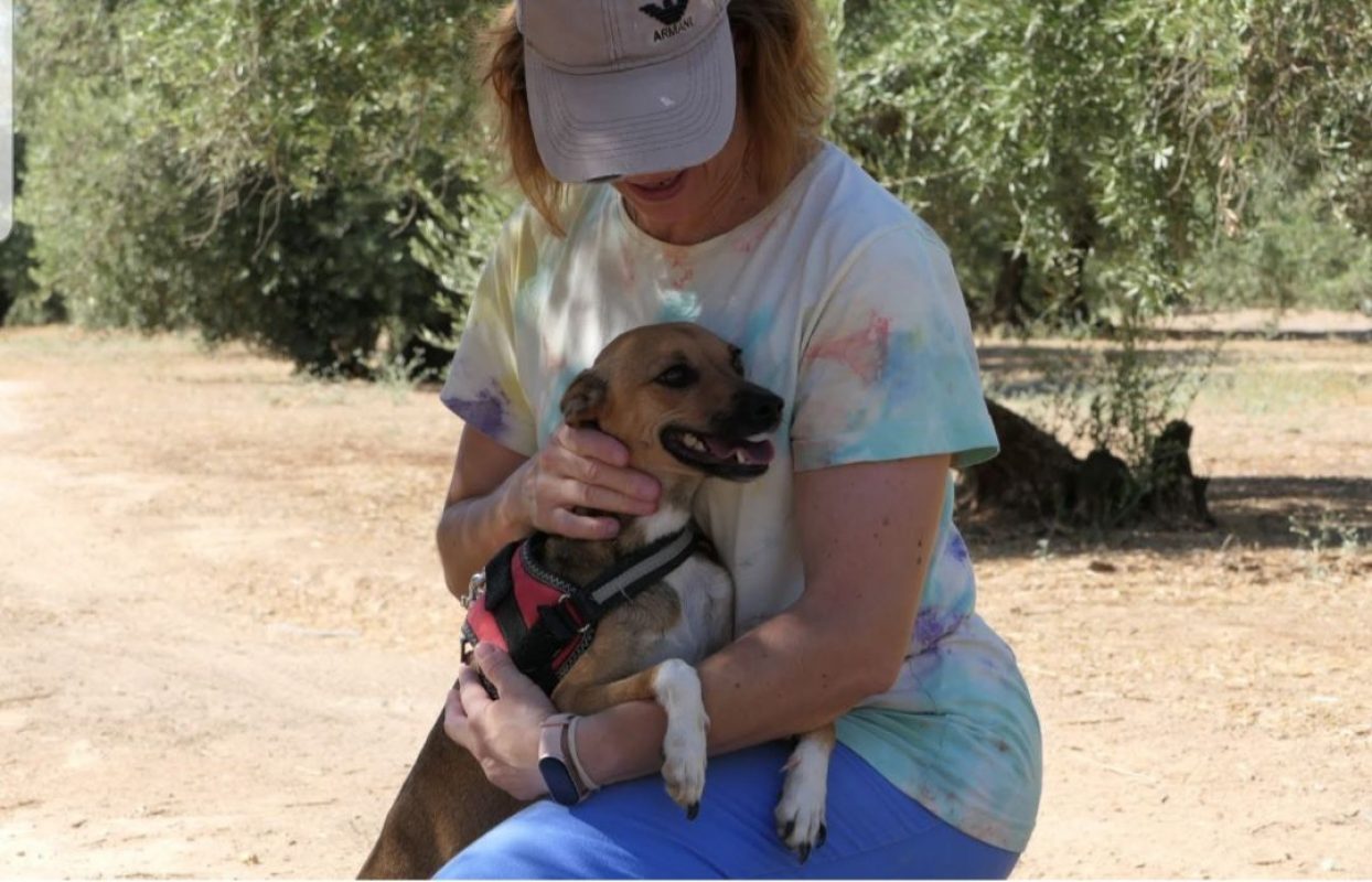 CHISPA - Chien à adopter - photo 3