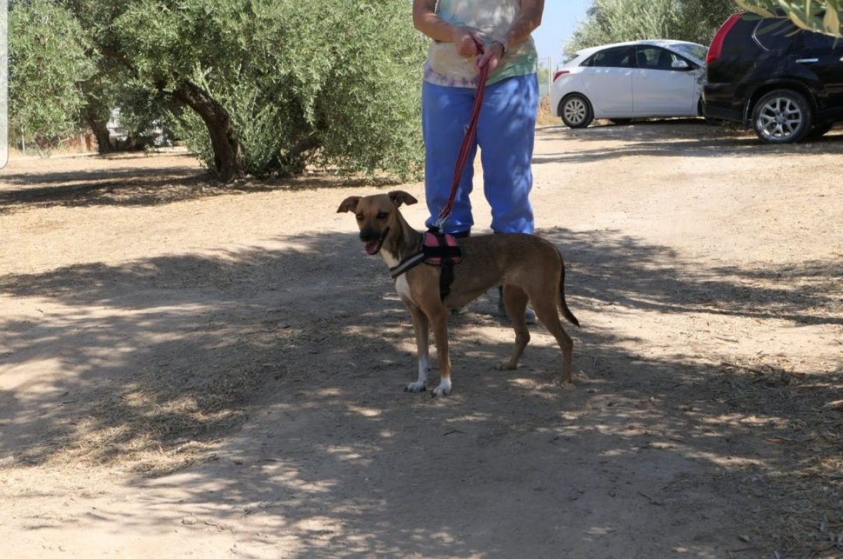 CHISPA - Chien à adopter - photo 2