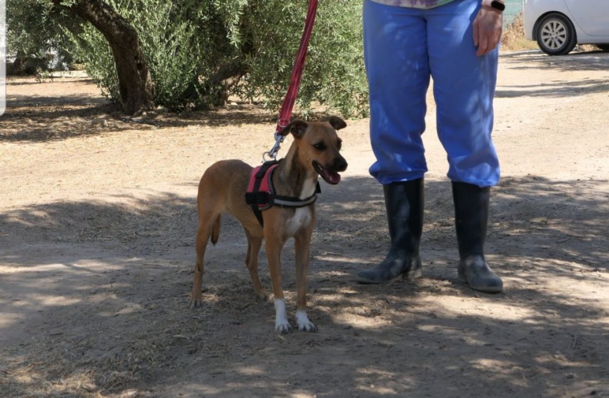 CHISPA - Chien à adopter