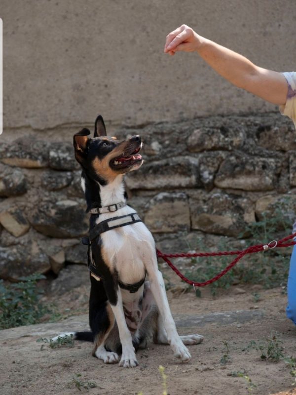 NÉMO - Chien Ratonero Bodeguero Andaluz à adopter - photo 3