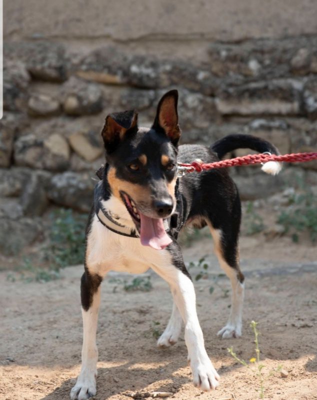 NÉMO - Chien Ratonero Bodeguero Andaluz à adopter