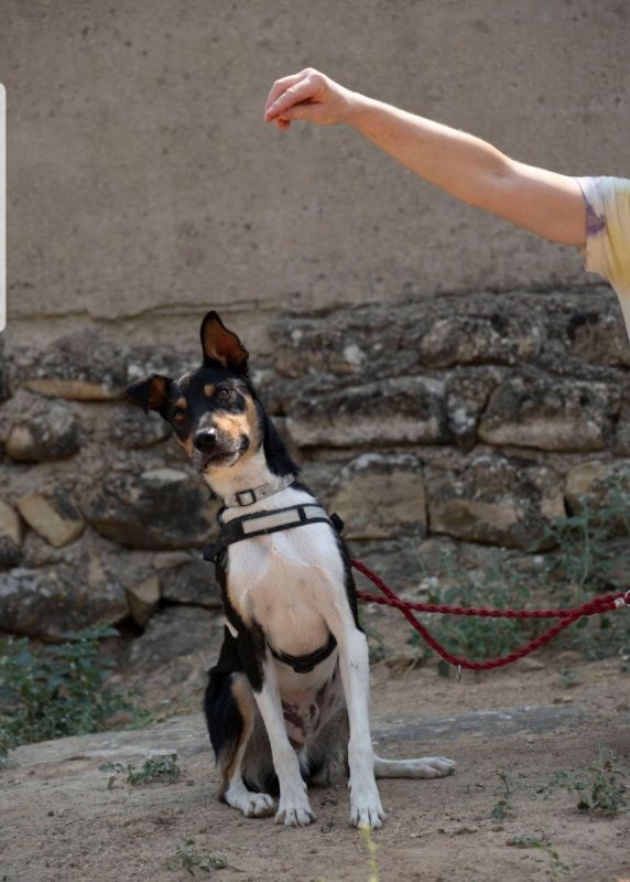 NÉMO - Chien Ratonero Bodeguero Andaluz à adopter - photo 2
