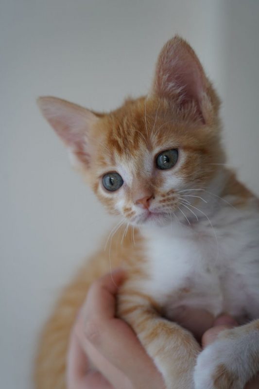 STENCIL - Chat à adopter - photo 3